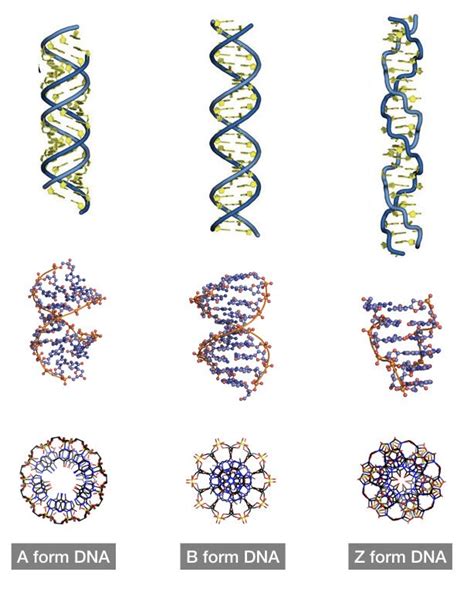 Different forms of DNA.